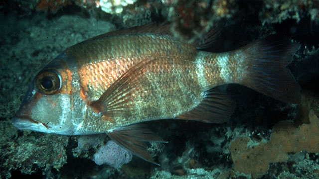 Lethrinus erythropterus